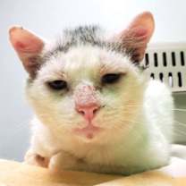 Thumbnail photo of Sugar Ray #3