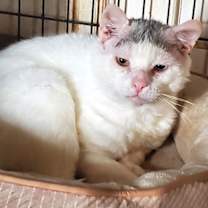 Thumbnail photo of Sugar Ray #4