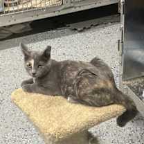 Thumbnail photo of Lady Diane #1