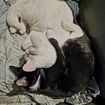 Thumbnail photo of Tandy Bowen #4