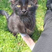 Thumbnail photo of Leia #1