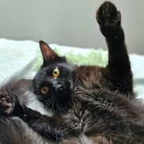 Thumbnail photo of Leia #2