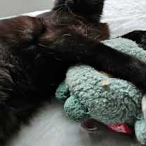 Thumbnail photo of Leia #3