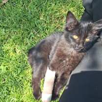 Thumbnail photo of Leia #4