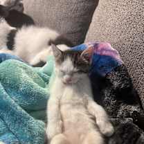 Thumbnail photo of Mike Wizowski $95 #2