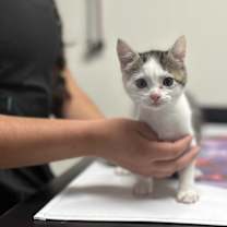 Thumbnail photo of Mike Wizowski $95 #1