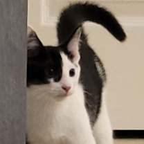 Thumbnail photo of Waylon Wagyu and Hugh Highland #1