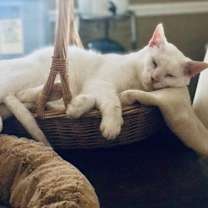 Thumbnail photo of Yukon #4