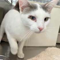 adopt-pet