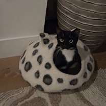 Thumbnail photo of Benji #3