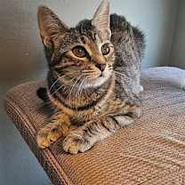 Thumbnail photo of Coral #4