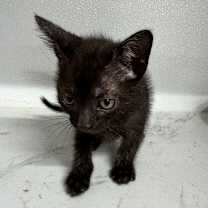 Thumbnail photo of Satoru JG #2