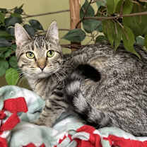 Thumbnail photo of Felix #2