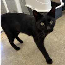 Thumbnail photo of Nino #1