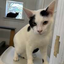 Thumbnail photo of Jude #1