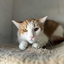 Thumbnail photo of Toledo #2