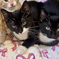 adopt a pet