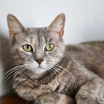 Thumbnail photo of Valencia #1