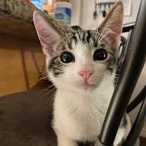 Thumbnail photo of Ozzy #4