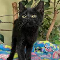 Thumbnail photo of Nala #2