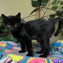 Thumbnail photo of Nala #3