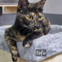 Thumbnail photo of Tofu #2