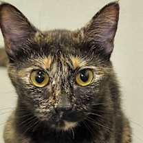 Thumbnail photo of Tofu #3