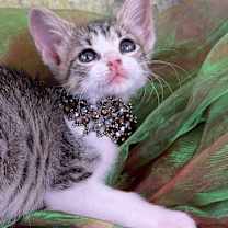 Thumbnail photo of Pebbles #1