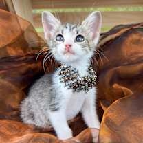 Thumbnail photo of Pebbles #3