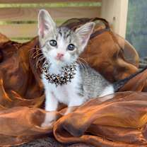 Thumbnail photo of Pebbles #4