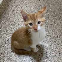 Thumbnail photo of Fanta #1