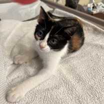 Thumbnail photo of Mardi Gras #1