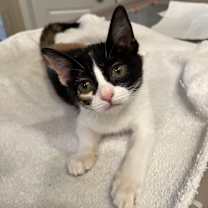 Thumbnail photo of Mardi Gras #2