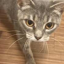 Thumbnail photo of Chula #2