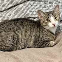 Thumbnail photo of Dog #1