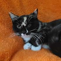 Thumbnail photo of Bee Litter: CUCKOO #2