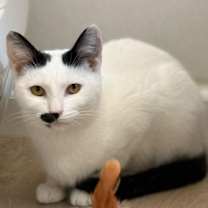 Thumbnail photo of Cardamom #4