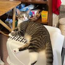 Thumbnail photo of Scooter #4