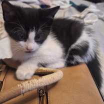 Thumbnail photo of Blizard #4