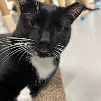 Thumbnail photo of Juniper #4