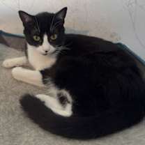 Thumbnail photo of Amelia #1