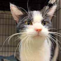 Thumbnail photo of Luna #2