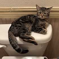 Thumbnail photo of Misty Blue #3