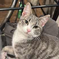 Thumbnail photo of Petunia #2