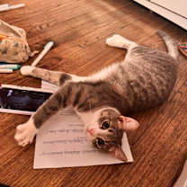 Thumbnail photo of Petunia #4