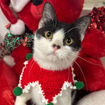 Thumbnail photo of 10/26/24 - Atlas #1