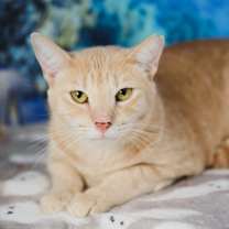 Thumbnail photo of Cheerio #4