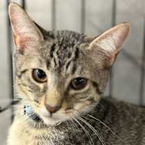 Thumbnail photo of Raisin Bran #1