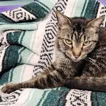 Thumbnail photo of Sammy #2