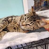 Thumbnail photo of Sammy #3